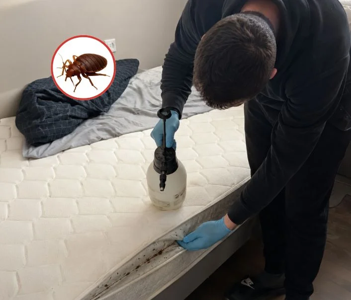 Technicien traitant un matelas contre les punaises de lit à Vaux-le-Pénil